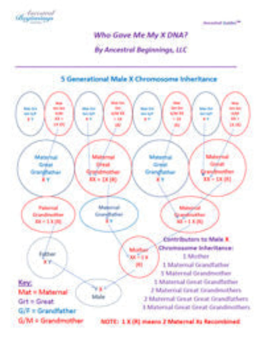Who Gave Me My X DNA? Ancestral Guide